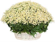 Цветочная композиция из Ромашки в корзине #REPLACE_PRED# Александровке Донской